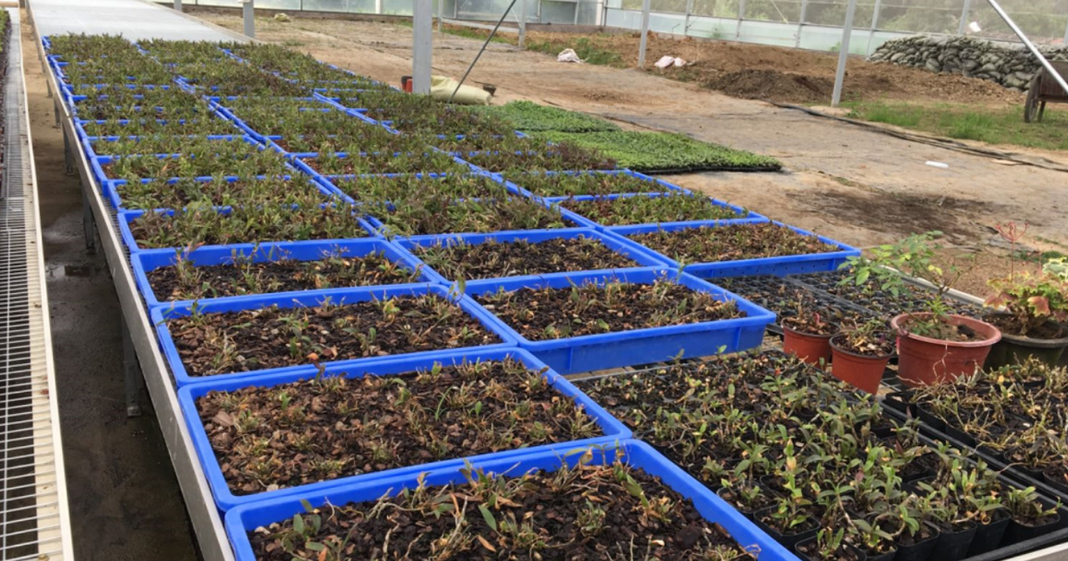 周轉箱種植應用 周轉箱種植應用