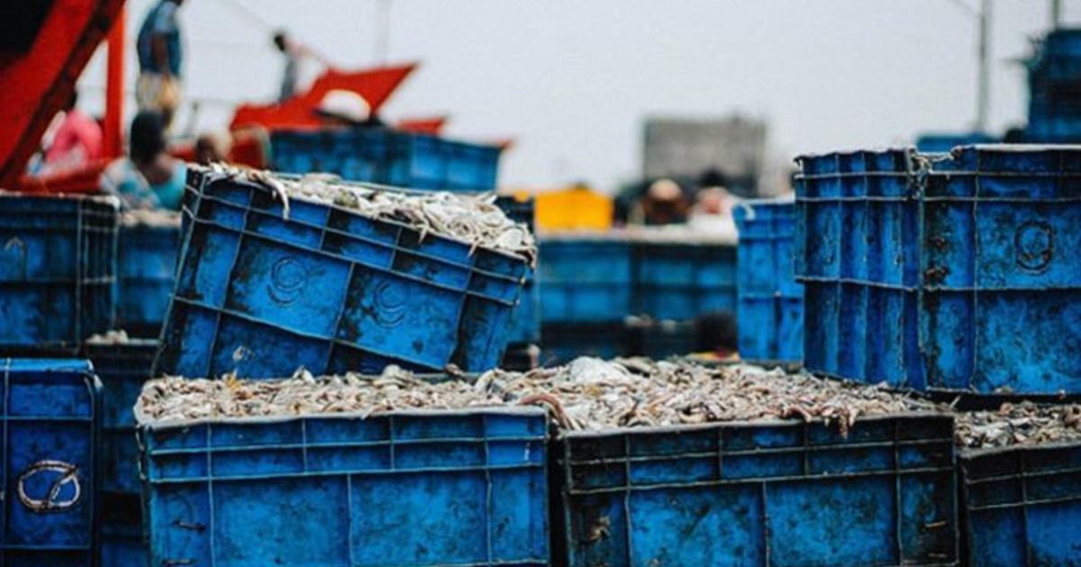 生鮮周轉箱應用 生鮮周轉箱應用